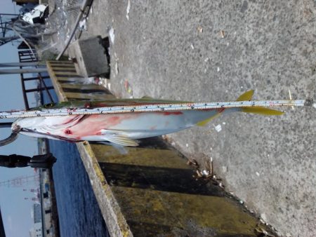 ツバスのちコノシロ